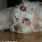 Photo de Lhassa apso