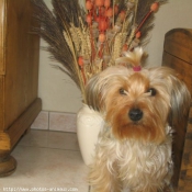 Photo de Yorkshire terrier