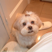 Photo de Lhassa apso