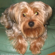 Photo de Yorkshire terrier