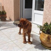 Photo de Cavalier king charles spaniel