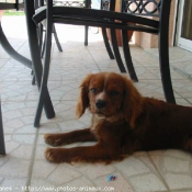 Photo de Cavalier king charles spaniel