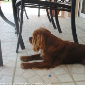 Photo de Cavalier king charles spaniel