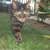 Photo de Chat domestique