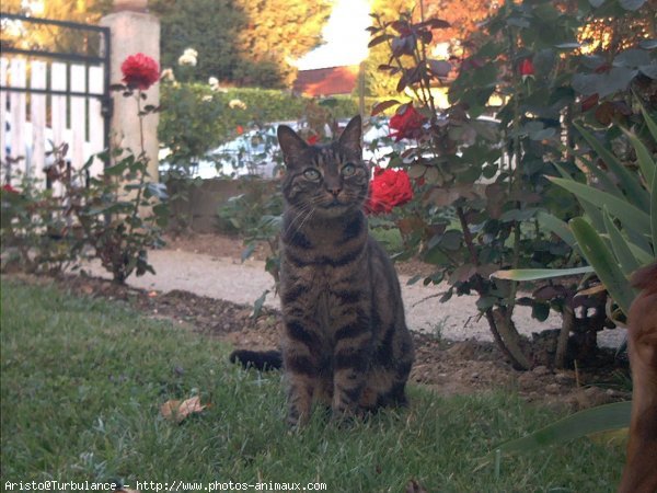 Photo de Chat domestique