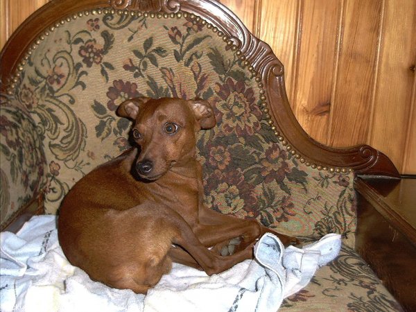 Photo de Pinscher nain