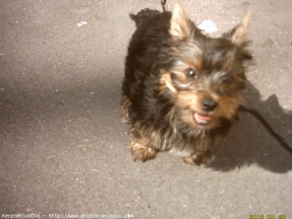 Photo de Yorkshire terrier