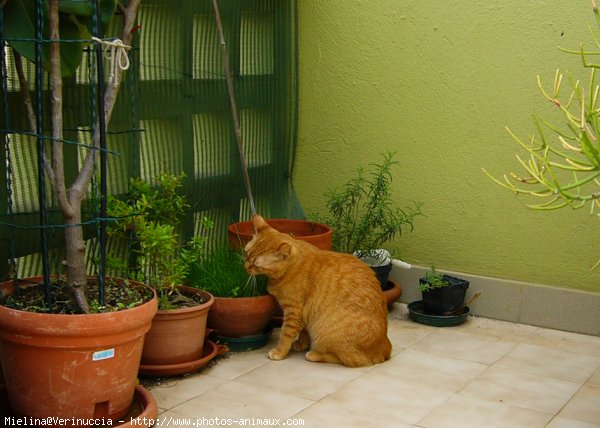 Photo de Chat domestique