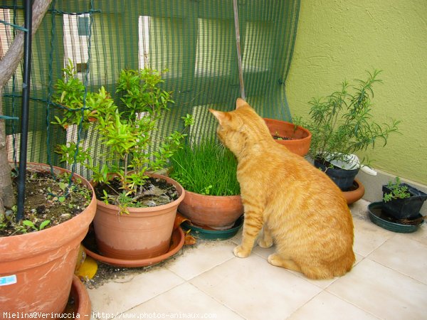 Photo de Chat domestique