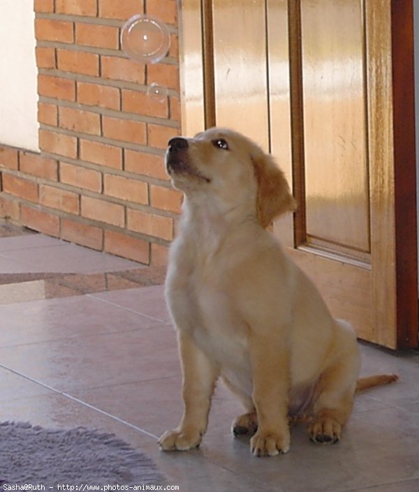 Photo de Golden retriever