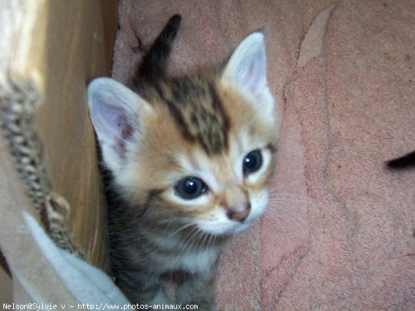 Photo de Chat domestique