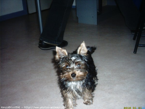 Photo de Yorkshire terrier