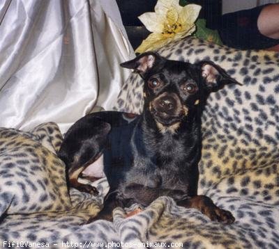 Photo de Pinscher nain