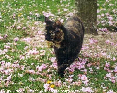 Photo de Chat domestique