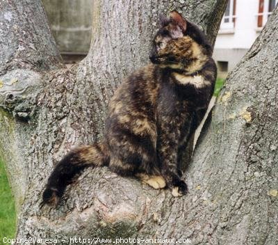 Photo de Chat domestique