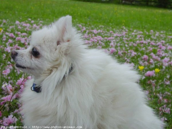 Photo de Spitz moyen