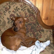 Photo de Pinscher nain