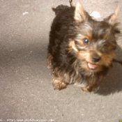 Photo de Yorkshire terrier