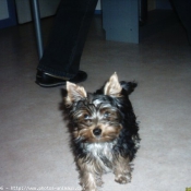 Photo de Yorkshire terrier