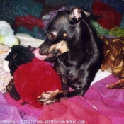 Photo de Pinscher nain