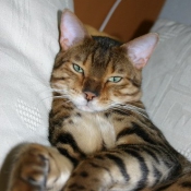 Photo de Bengal