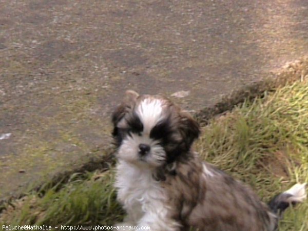 Photo de Shih tzu