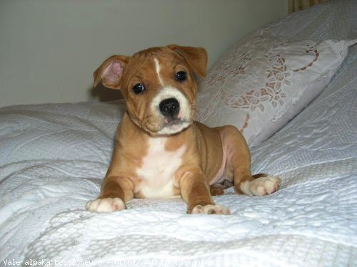 Photo de Staffordshire bull terrier