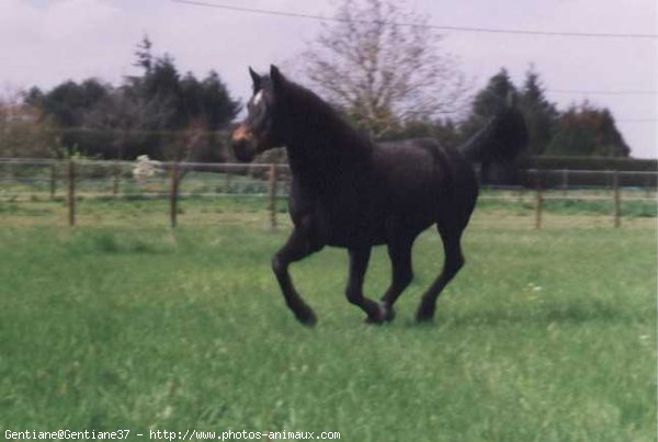 Photo de Poney franais de selle