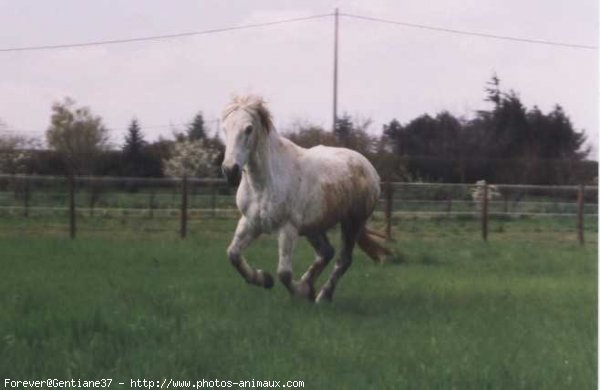 Photo de Poney franais de selle