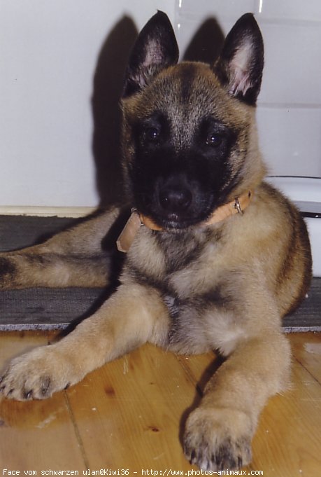 Photo de Berger belge malinois