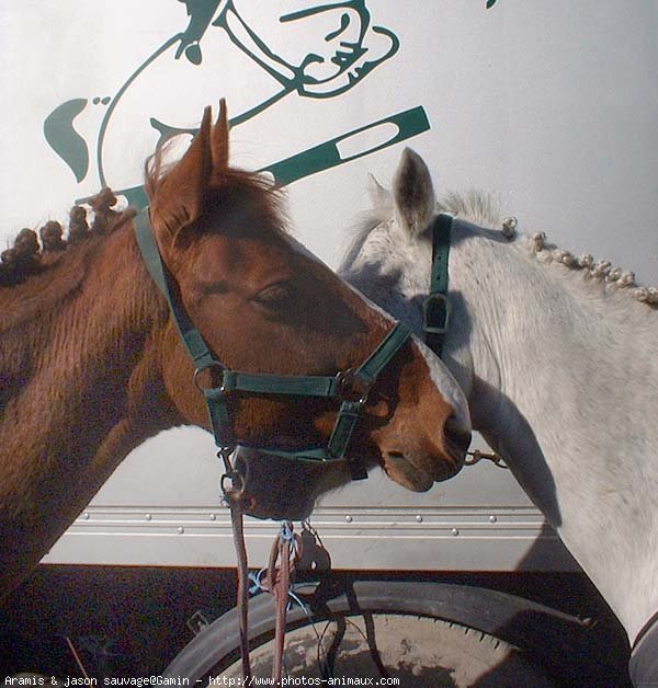 Photo de Poney franais de selle