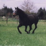 Photo de Poney franais de selle