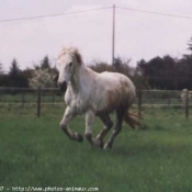 Photo de Poney franais de selle