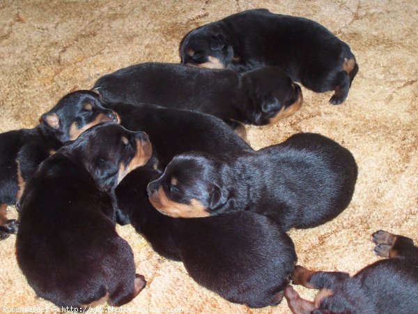 Photo de Rottweiler