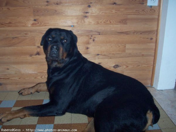 Photo de Rottweiler