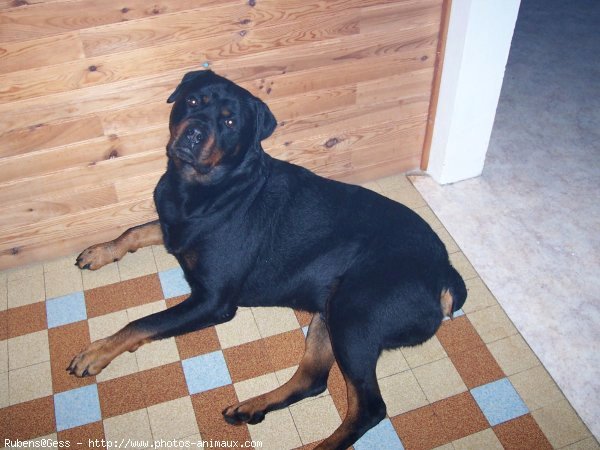 Photo de Rottweiler