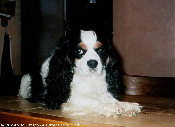 Photo de Cavalier king charles spaniel