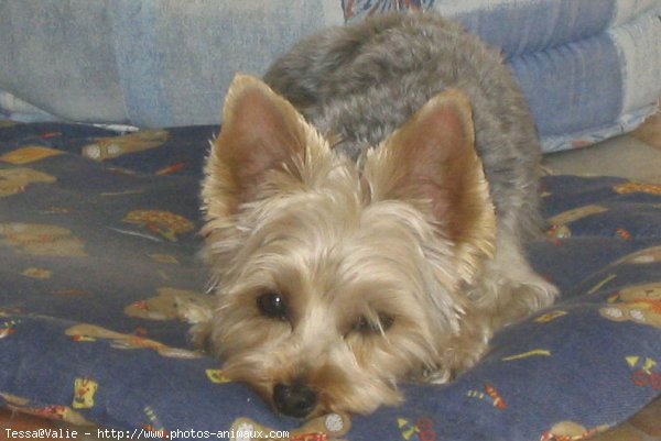 Photo de Yorkshire terrier