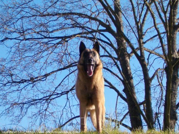 Photo de Berger belge malinois