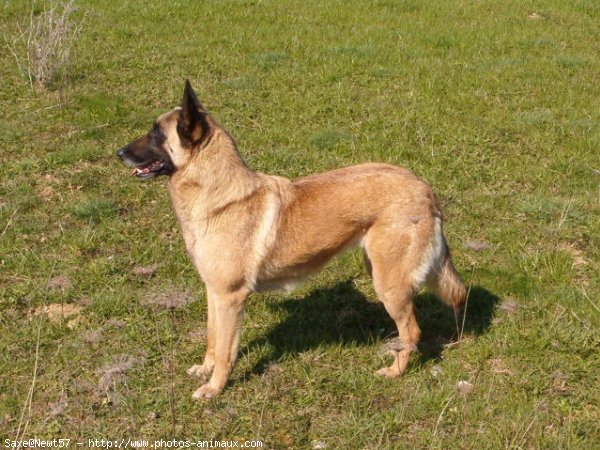 Photo de Berger belge malinois