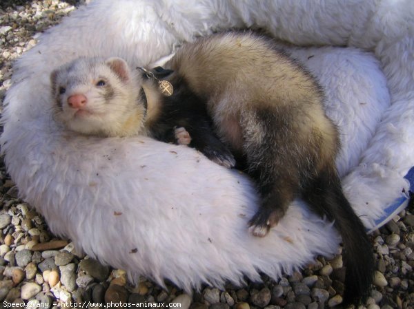 Photo de Furet