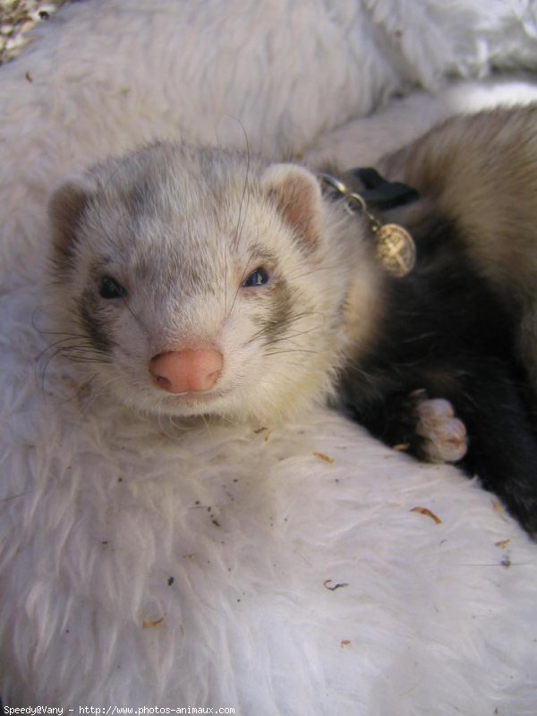 Photo de Furet