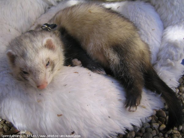 Photo de Furet