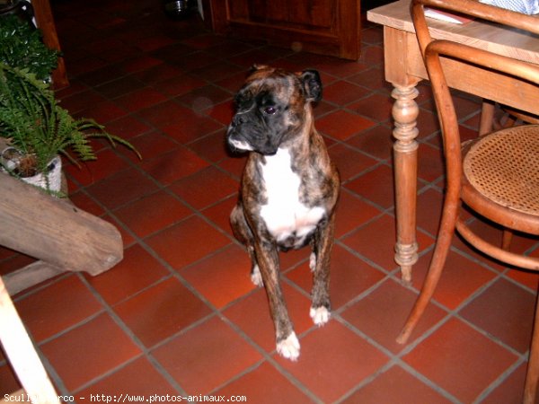 Photo de Boxer