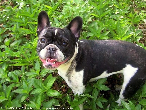 Photo de Bouledogue franais