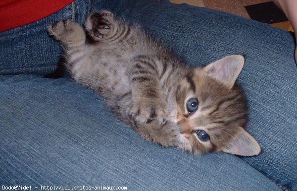 Photo de Chat domestique