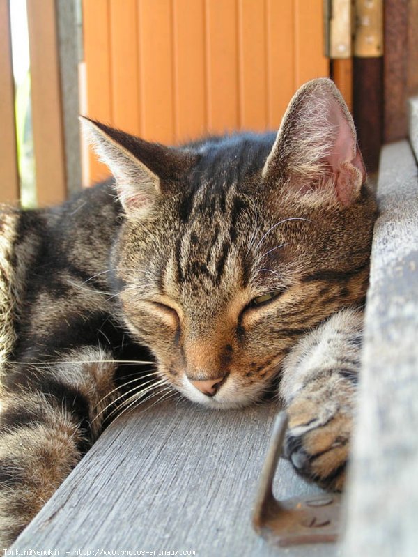 Photo de Chat domestique