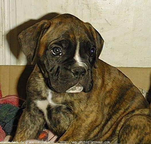 Photo de Boxer