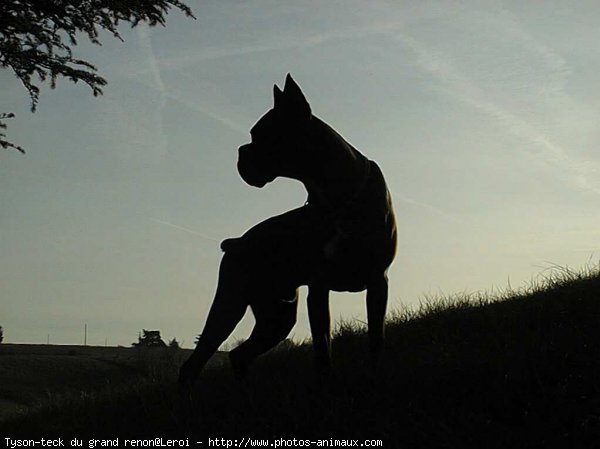 Photo de Boxer