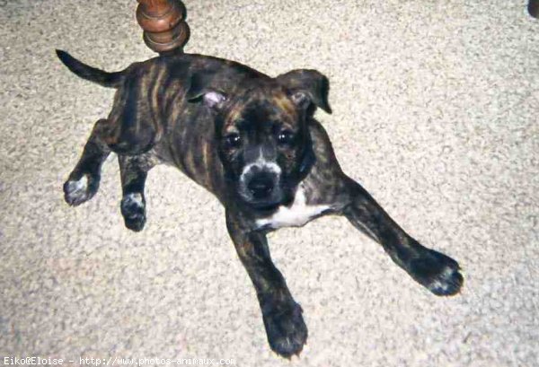 Photo d'American staffordshire terrier